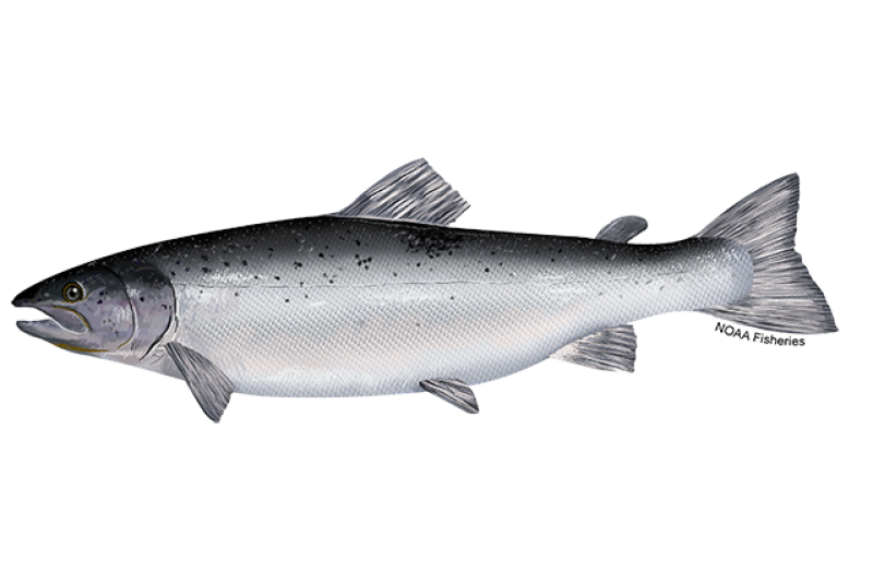 Salmon Fact Sheet, Blog, Nature