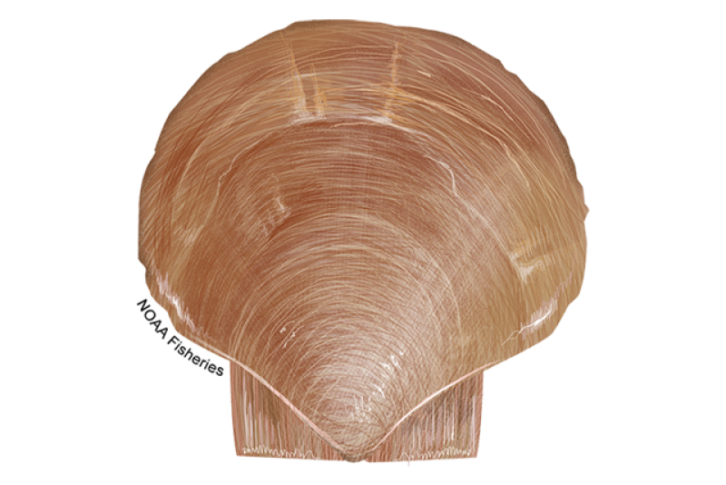 Illustration of a tan, reddish brown Atlantic sea scallop made of a saucer-shaped upper shell and a second lower shell. Credit: NOAA Fisheries/Jack Hornady