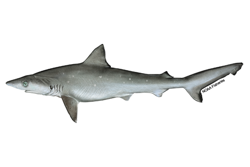 Side-profile illustration of an Atlantic sharpnose shark with small, narrow body and pointy snout. Body is shades of gray with some white spots on the side. Credit: NOAA Fisheries/Jack Hornady