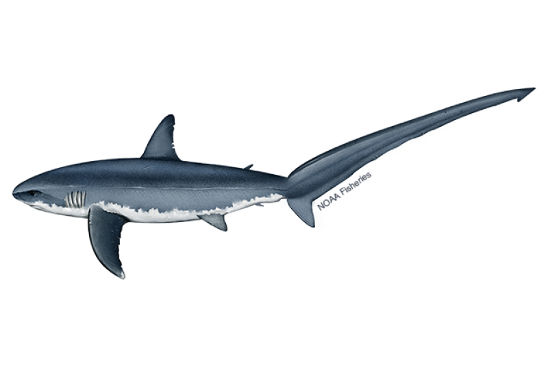 Side-profile illustration of a bluish gray common thresher shark with white underbelly and sickle-shaped tail fin. Credit: NOAA Fisheries/Jack Hornady