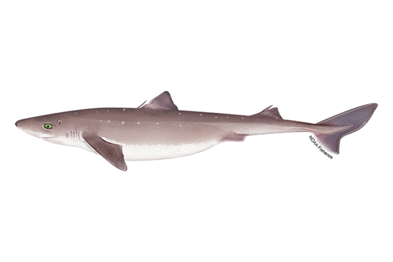 Side-profile illustration of a gray spiny dogfish shark wtih white spots and white underside. Credit: NOAA Fisheries/Jack Hornady