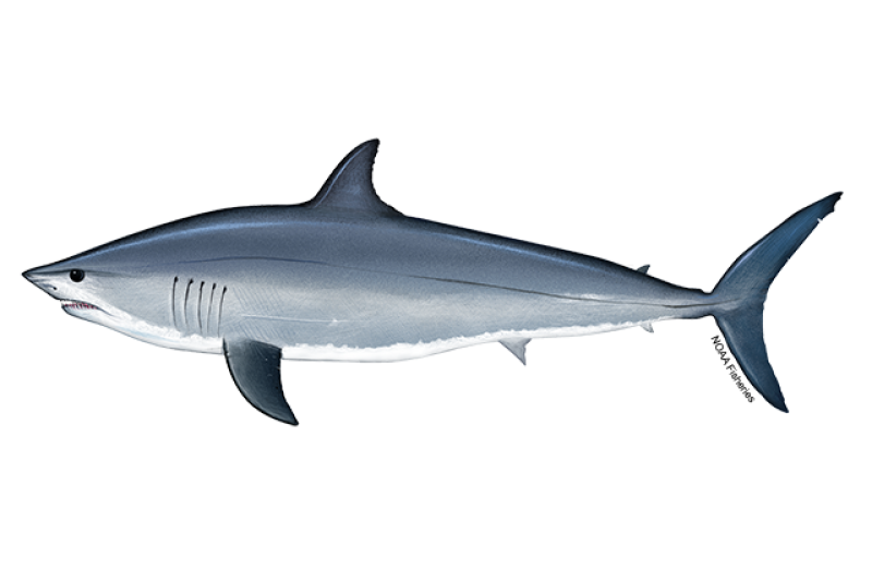 Side-profile illustration of a bluish gray shortfin mako shark with white underside and pointed snout. Sides are light metallic blue and eyes and pectoral fins smaller (compared to longfin mako shark). Credit: NOAA Fisheries/Jack Hornady