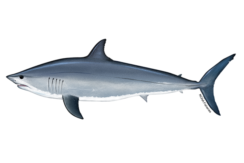 The Great White Shark [50+ Facts] Reproduction, Habitat, Size & Diet