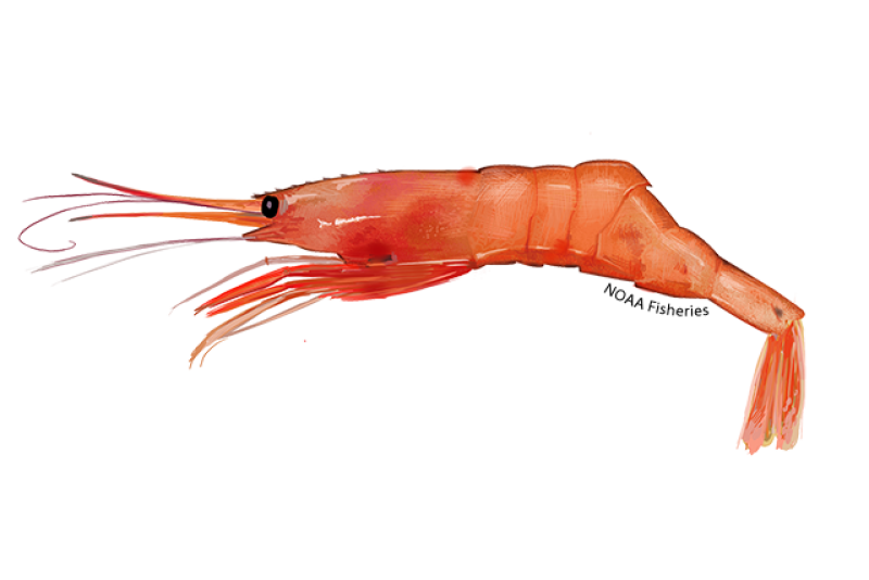Side-profile illustration of orange red Northern shrimp with big black eye. Credit: NOAA Fisheries/Jack Hornady