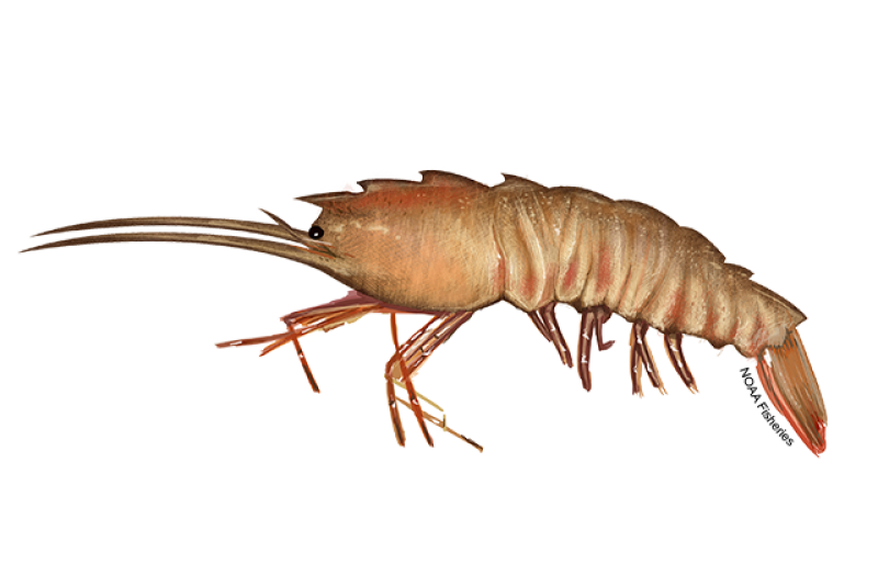 Side-profile illustration of a brown rock shrimp with pinkish brown body and reddish-purple skinny legs. Body has grooves and nodules. Credit: NOAA Fisheries/Jack Hornady