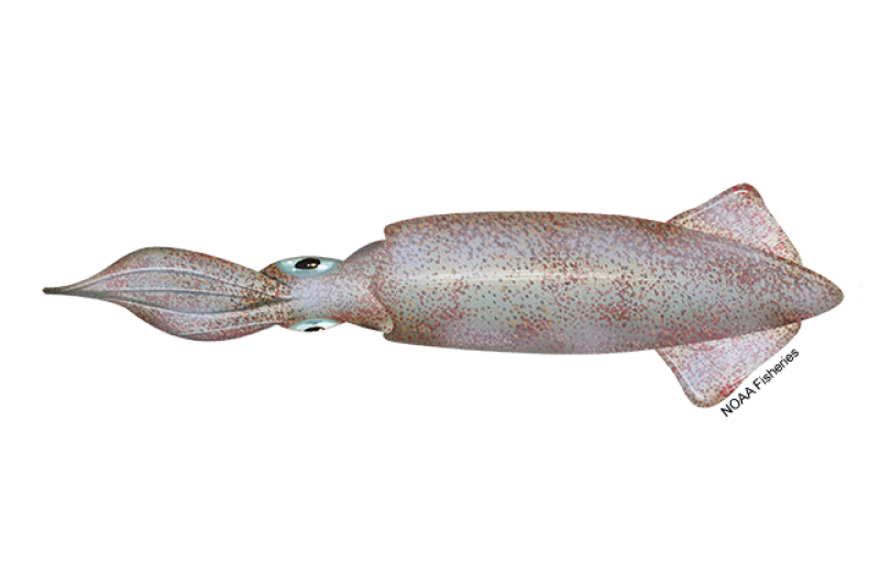 Illustration of a pale pink-colored California market squid with red speckles all over and big eyes. Credit: NOAA Fisheries/Jack Hornady