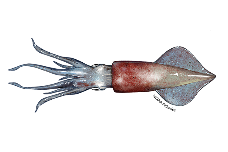 Illustration of a longfin squid with reddish pink mantle and blueish purple fins and tentacles. Credit: NOAA Fisheries/Jack Hornady
