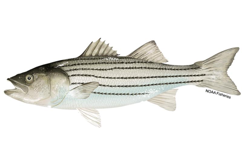 Side-profile illustration of a shiny striped bass fish with black stripes running along its body. Credit: NOAA Fisheries/Jack Hornady