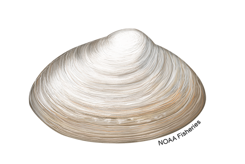 Illustration of white Atlantic surfclam made of triangular shell with yellowish tan, rounded edges. Credit: NOAA Fisheries/Jack Hornady