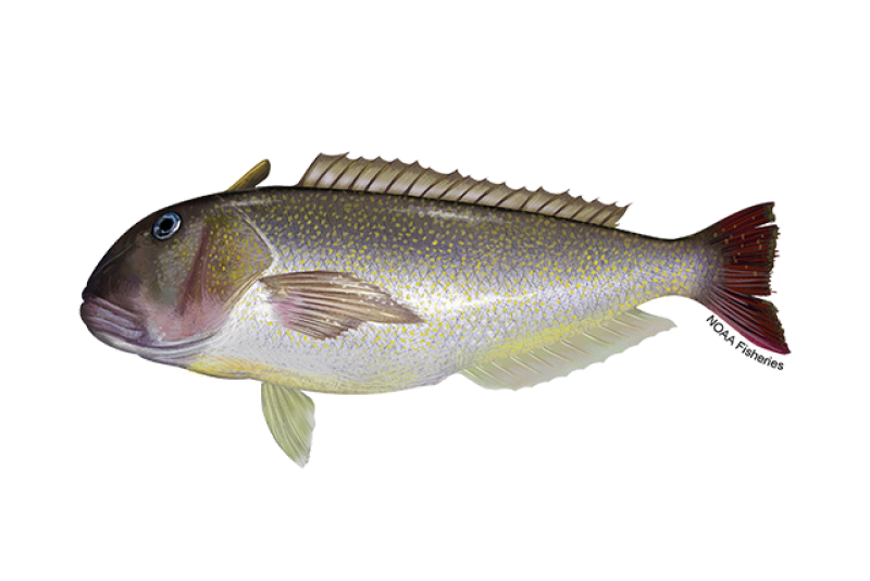 Pacific Golden-eyed Tilefish