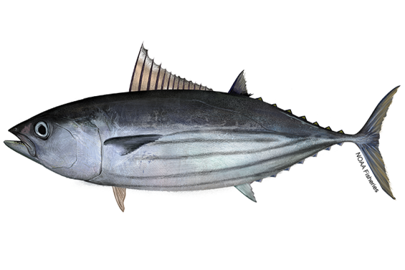Side-profile illustration of skipjack tuna with dark purplish blue back. Bottom half of body is silvery white with five dark bands/stripes running along the side. Credit: NOAA Fisheries/Jack Hornady