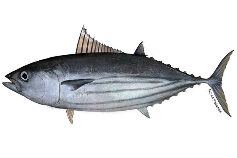 Atlantic Skipjack Tuna