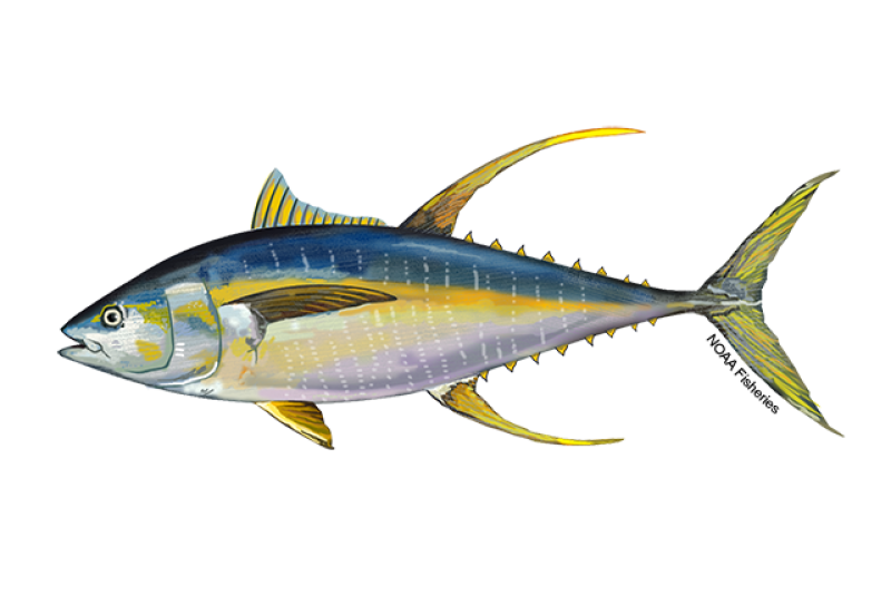 https://www.fisheries.noaa.gov/s3/styles/original/s3/2022-08/640x427-Tuna-Yellowfin-NOAAFisheries.png?itok=M1e9FdZz