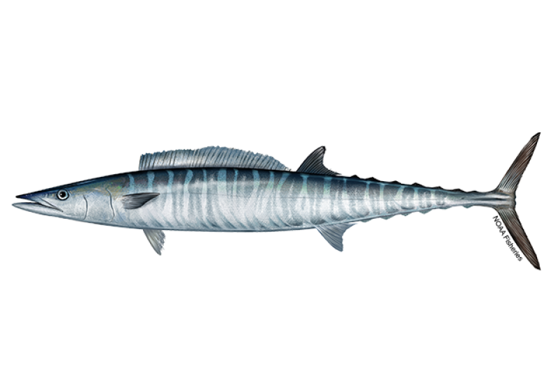 Left-facing side profile illustration of wahoo fish with skinny, narrow body. Coloring is darker blues above and more pale blue and silver coloring for the bottom half. Irregular blackish-blue vertical stripes on sides. Credit: NOAA Fisheries