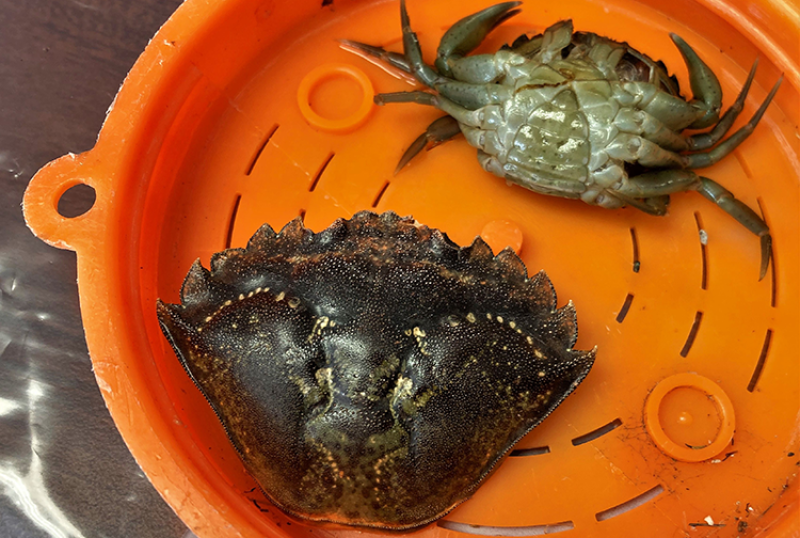The carapace of an invasive green crab, and a live green crab. Credit: Linda Shaw/NOAA Fisheries