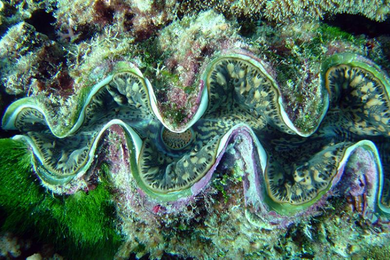 Zoomed in of a giant clam from Guam.