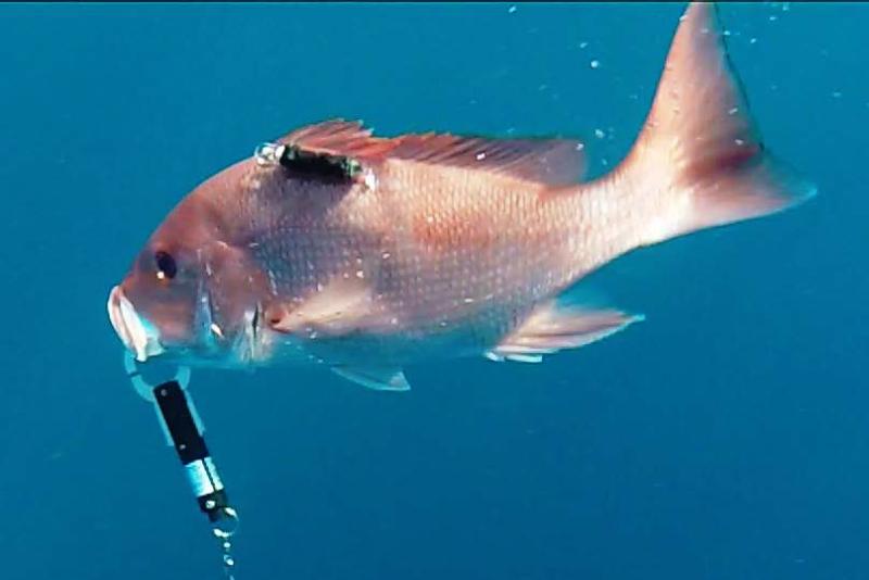 Red snapper with a monitor device to track post-release health and behavior