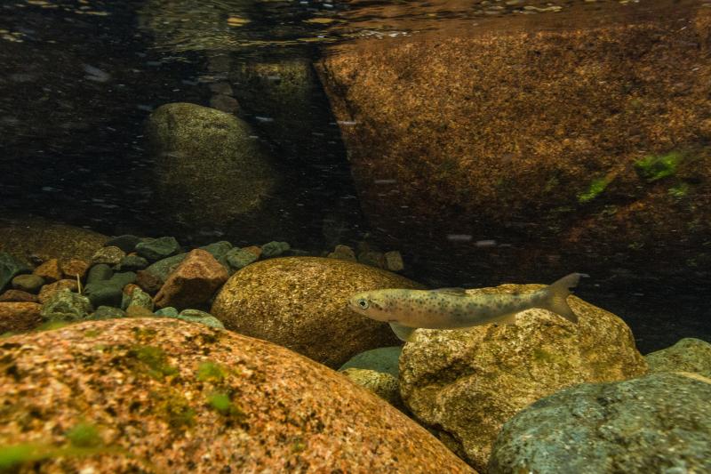 atlantic salmon smolt blending into rocks underwater