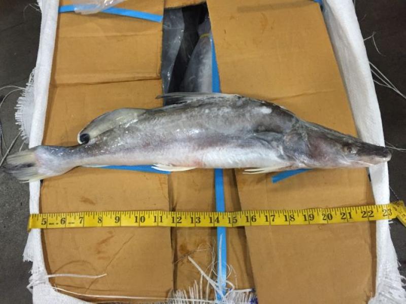 Illegal Catfish from OLE NED Inspection