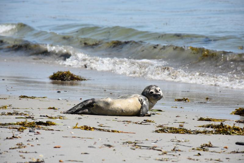 Harbor seal in Maine rests on the beach