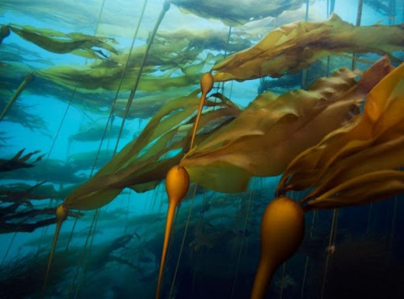 Kelp underwater 