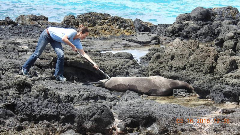 Stacie Robinson, a NOAA biologist, vaccinates a Hawaiian monk seal basking on the island of Oahu in 2016 using a syringe on the end of a pole