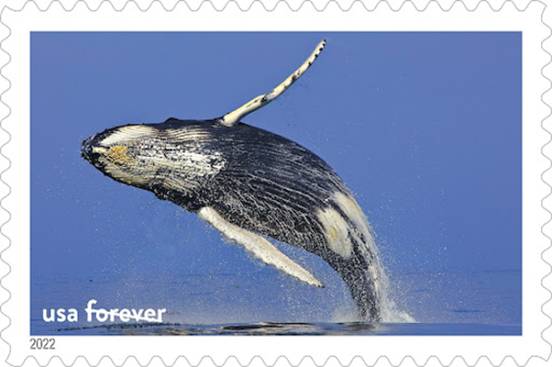 Breaching humpback whale on U.S. Postal Service stamp