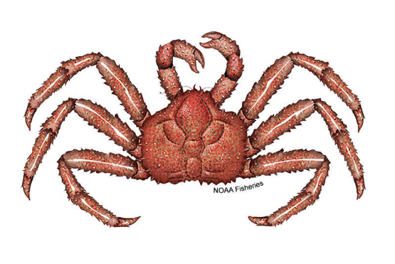 Illustration of a red king crab with sharp spines all over, six legs, and claws. One claw is larger than the other. Credit: NOAA Fisheries/Jack Hornady