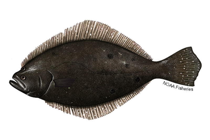 Left-eyed summer flounder flatfish illustration with dark brown body, dark spots, and lighter, tan-colored fins. Credit: NOAA Fisheries/Jack Hornady