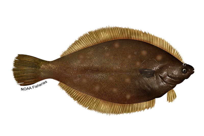 Right-facing, right-eyed yellowtail flounder fish illustration. This flatfish has a reddish brown body with rusty red spots and yellow fins. Credit: NOAA Fisheries/Jack Hornady