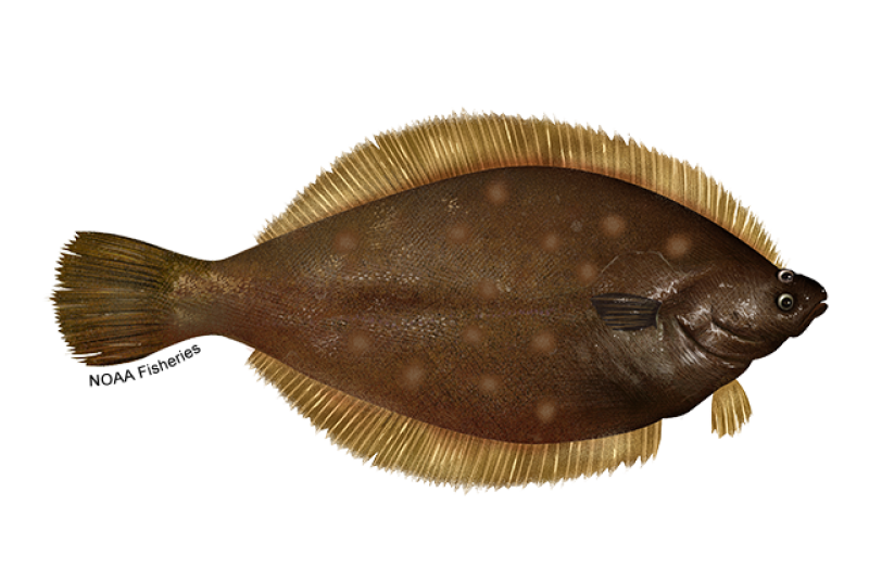 Summer Flounder | NOAA Fisheries