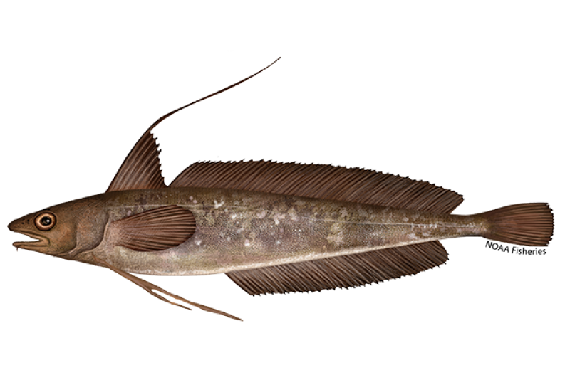 Side-profile illustration of red hake showing reddish brown coloring with tan spots and white belly. Credit: NOAA Fisheries/Jack Hornady 