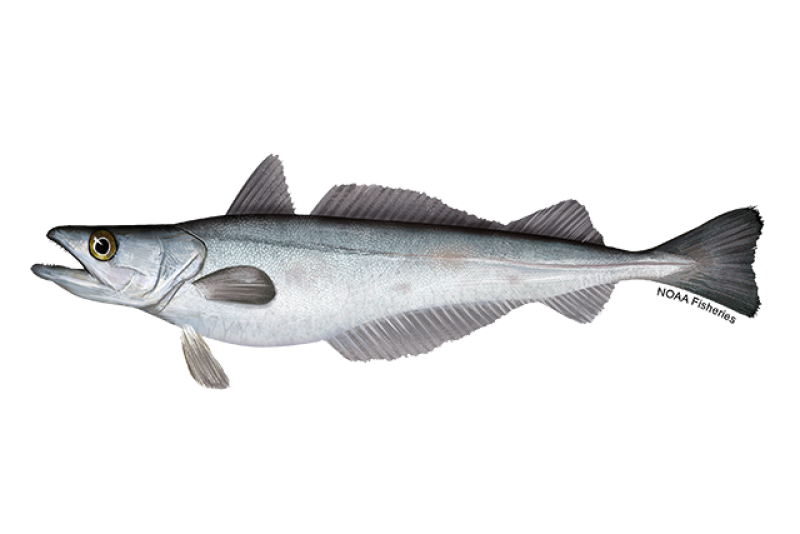 Left-facing side profile illustration of silver hake fish with yellow eye and mouth open. Credit: NOAA Fisheries/Jack Hornady
