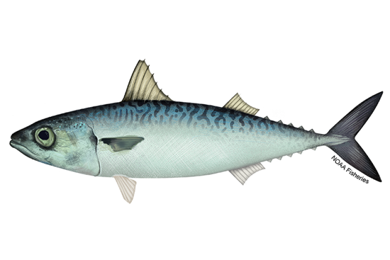 Side-profile illustration of a blue Pacific mackerel fish with  dark wavy lines on its back and a light, silvery underside. Credit: NOAA Fisheries/Jack Hornady