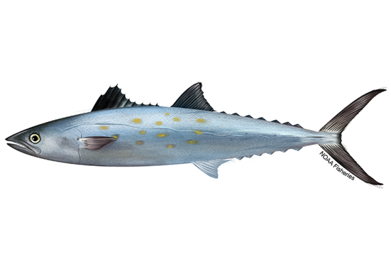 Side-profile illustration of a silvery blue and green Spanish mackerel fish with yellow spots on its side. Credit: NOAA Fisheries/Jack Hornady