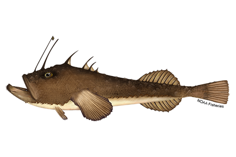 Setting an Ambush - Angler Fish Update! - Feed and Grow Fish
