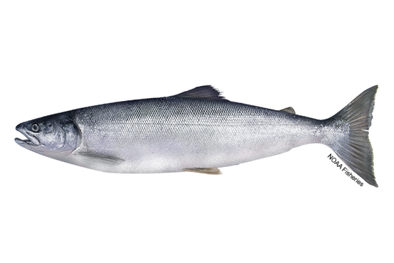 Side-profile illustration of a silvery sockeye salmon fish with black speckles on its back. Credit: NOAA Fisheries/Jack Hornady