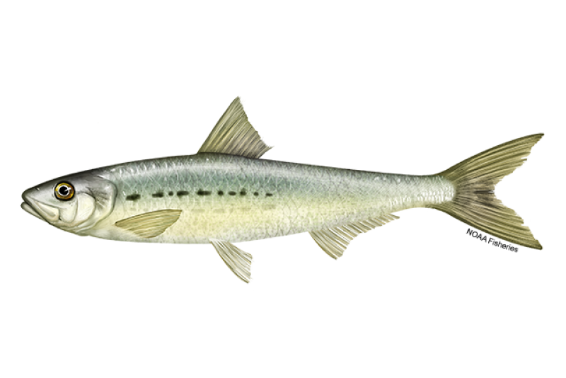 Side-profile illustration of a small Pacific sardine fish with blue-green on its back, white underbelly, and dark spots along its side. Credit: NOAA Fisheries/Jack Hornady