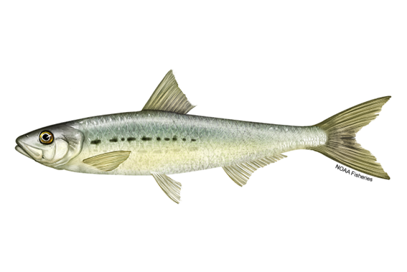 Sardines picture on sale