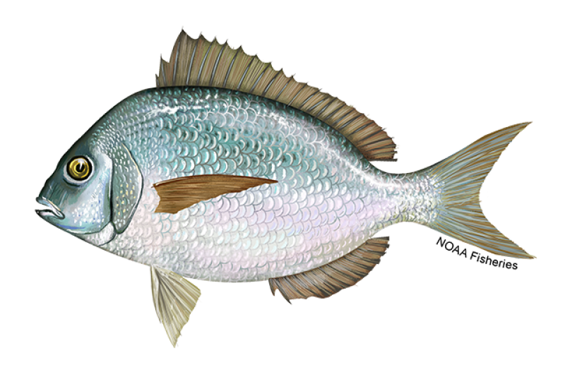 How to Draw a Fish: Fins and all – The Fisheries Blog