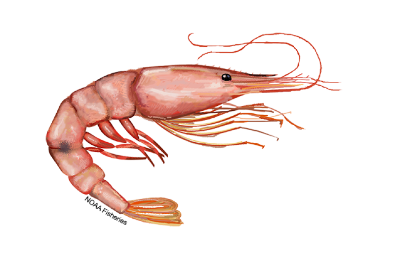 Side-profile illustration of a small pink shrimp with long walking legs and swimming legs. Dark-colored spot located on the side. Credit: NOAA Fisheries/Jack Hornady