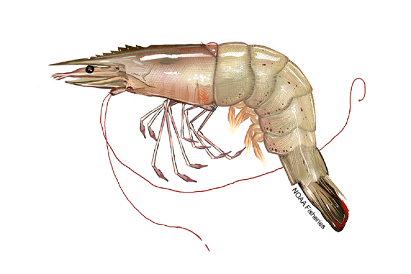 Side-profile illustration of a white shrimp with 10 long, skinny walking legs, five pairs of bigger swimming legs, and long red antennae. Credit: NOAA Fisheries/Jack Hornady