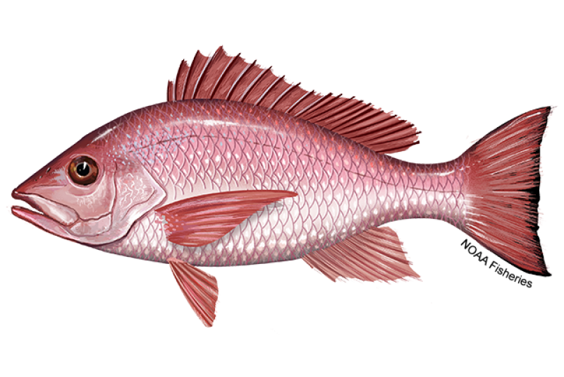 Side-profile illustration of a red snapper fish with spiny dorsal fin. The red snapper is light red with darker, deep red coloring on its back. Credit: NOAA Fisheries/Jack Hornady