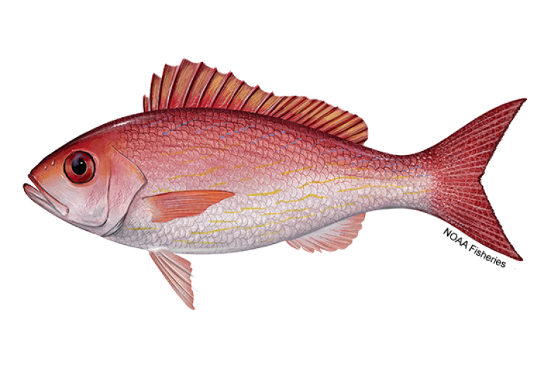 Side-profile illustration of a vermilion snapper fish with orange-red on top half of body and pale to silvery white for bottom half. Dorsal fin is red with yellow edge and tail fin is red with black edge. Credit: NOAA Fisheries/Jack Hornady