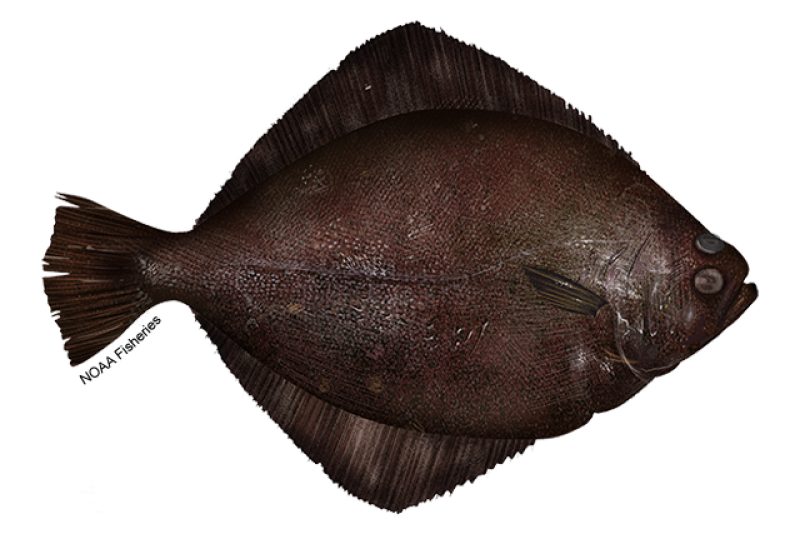 Right-facing petrale sole flatfish with both eyes on its right side and an oval/round body. Depicted upper side of the body is dark brown in color. Credit: NOAA Fisheries/Jack Hornady 