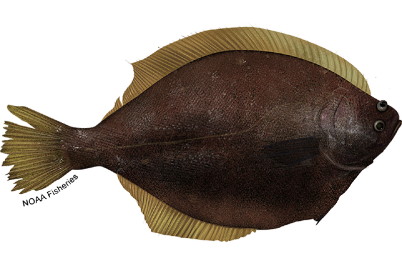 Right-facing yellowfin sole fish illustration with round, dark brown body, and yellow fins and tail. Credit: NOAA Fisheries/Jack Hornady