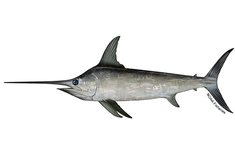 Side-profile illustration of a gray swordfish with long, sword-like bill, large eye, and black coloring on top. Credit: NOAA Fisheries/Jack Hornady 