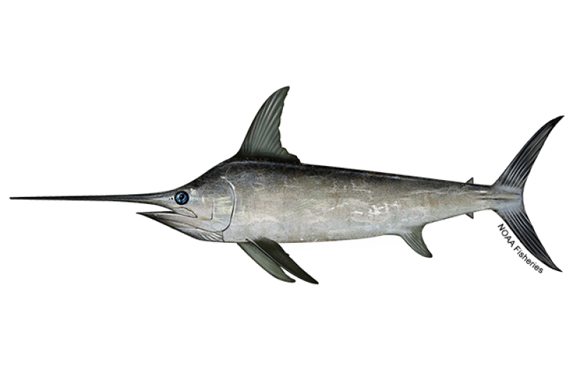 North Atlantic Swordfish