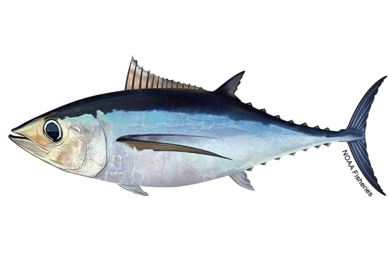 Side-profile illustration of an albacore tuna with big eyes and torpedo-shaped body. Bottom half of body is silvery white, dark blue on top/back, and lighter blue laterally. Credit: NOAA Fisheries/Jack Hornady