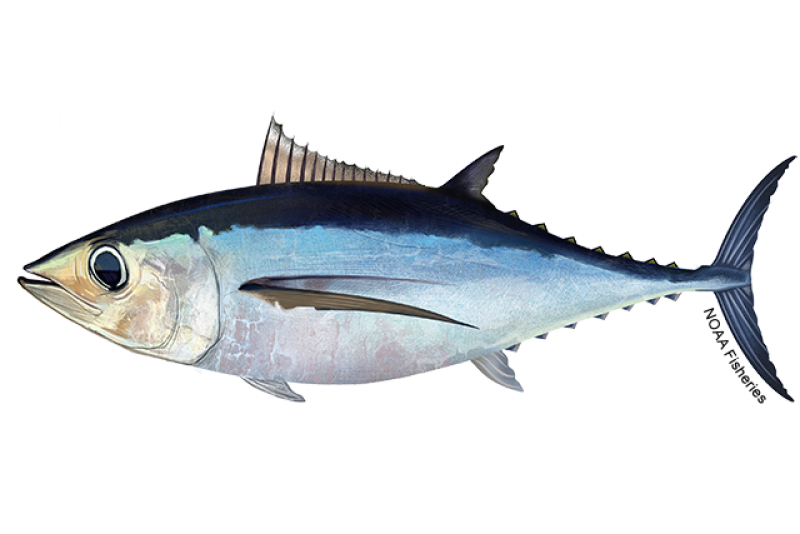 Using Hawaiian Trolling Techniques for Northeast Tuna - On The Water